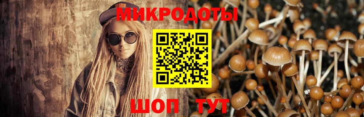 Псилоцибиновые грибы Psilocybe Саянск